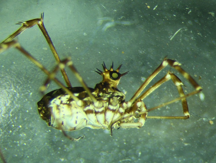 Opiliones from Dartmoor UK